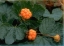 Cloudberry